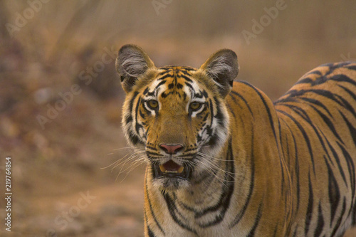 Zara Tiger  Panthera tigris tigris  Tipeshwar Wildlife Sanctuary  Maharashtra