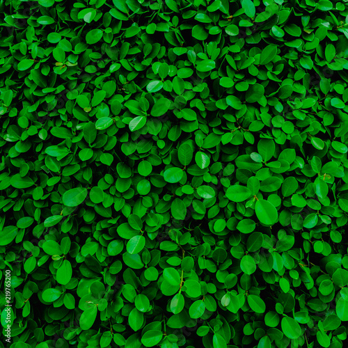 Backdrop of green leaves natural wall.