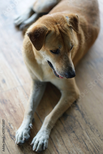 Beautiful mixed breed stray dog brown color sitting on the ground © augustcindy