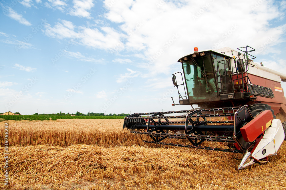 Fototapeta premium Mietitura del grano