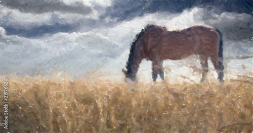 Stallion. Field of Wheat