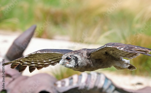 Verreaux's Eagle Owl in flight