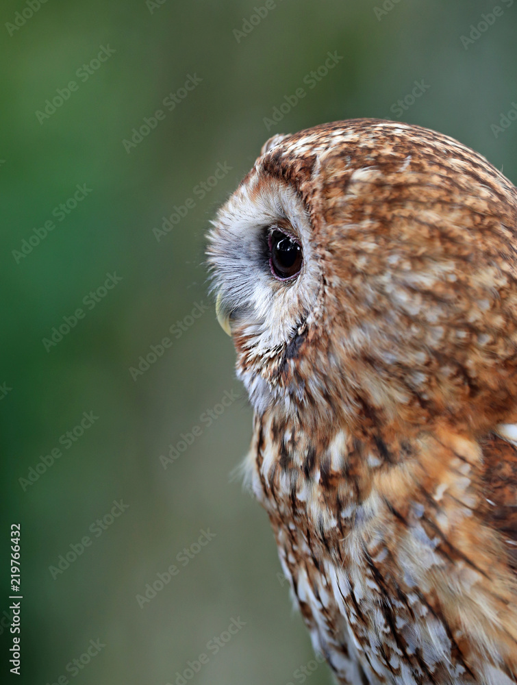 Fototapeta premium Close up of a Tawny Owl