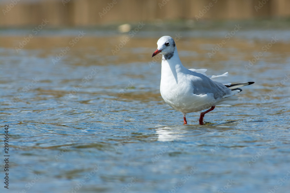 Fototapeta premium Gull on the west coast in Sweden