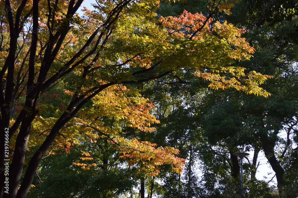 緑から赤へ紅葉が進む木の葉のグラデーション