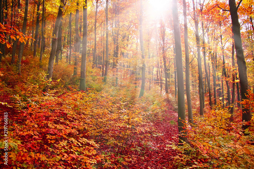 Rays in the colourful forest
