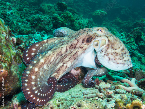 Octopus on a coral reef