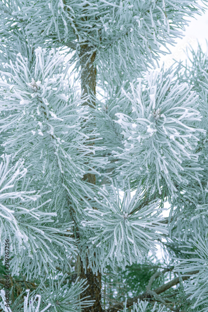 Pine trees covered with frost. Pine needles in snow. Cloudy frosty day.Spruce branches in the snow. Pine trees covered with frost. Pine needles in snow. Cloudy frosty day.Spruce branches in the snow.