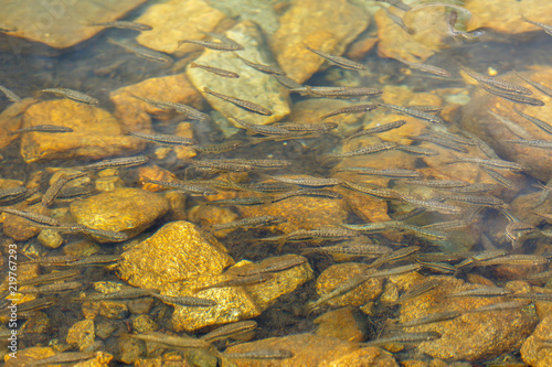 Shoal of trout