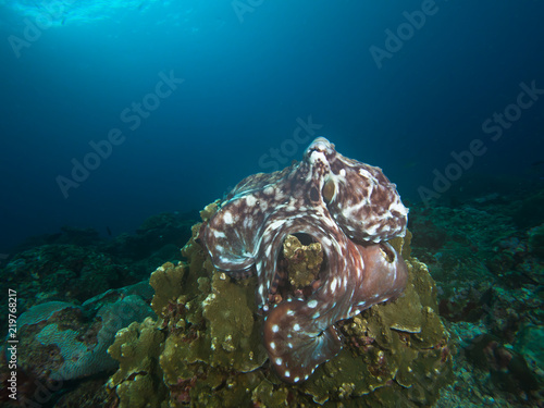 Octopus on a coral reef