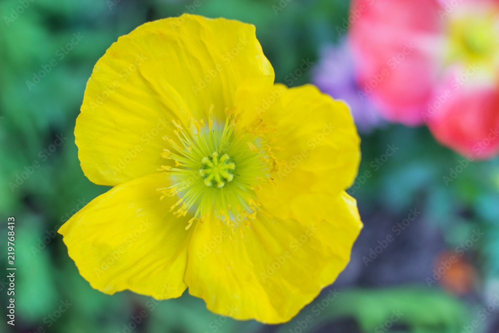 Obraz premium Beautiful bright yellow flower top view, poppy flower in nature spring background, Blooming Poppies flower.