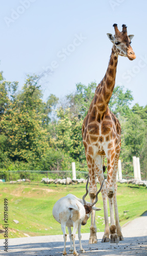 giraffe mammal with a very long neck in the zoo in sunny day and bright blue sky, animal nature background.