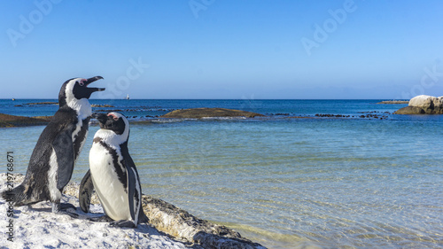 A group of wild penguins  Boulder s Beach  Simon s Town  Cape Town  South Africa