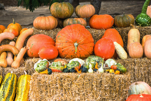 Colorful pumpkins collections and on farmers market for sale. Autumn Season photo