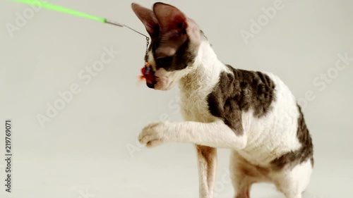 Cornish Rex kitten. Сurly hair. Kitten play