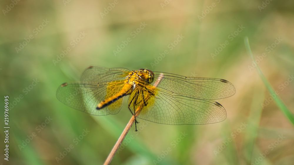 Closeup of A Dragonfly, Blurred Green Meadow Background, Bright Sunny Summer Day Closeup of A Dragonfly, Blurred Green Meadow Background, Bright Sunny Summer Day