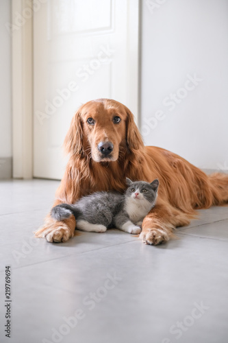 Foto The Golden retriever and the kitten