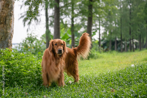 Golden Retriever playing in the meadow