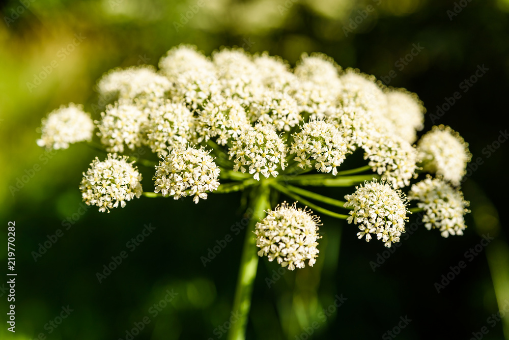 Φωτογραφία Flowering umbel of wild angelica (Angelica sylvestris).