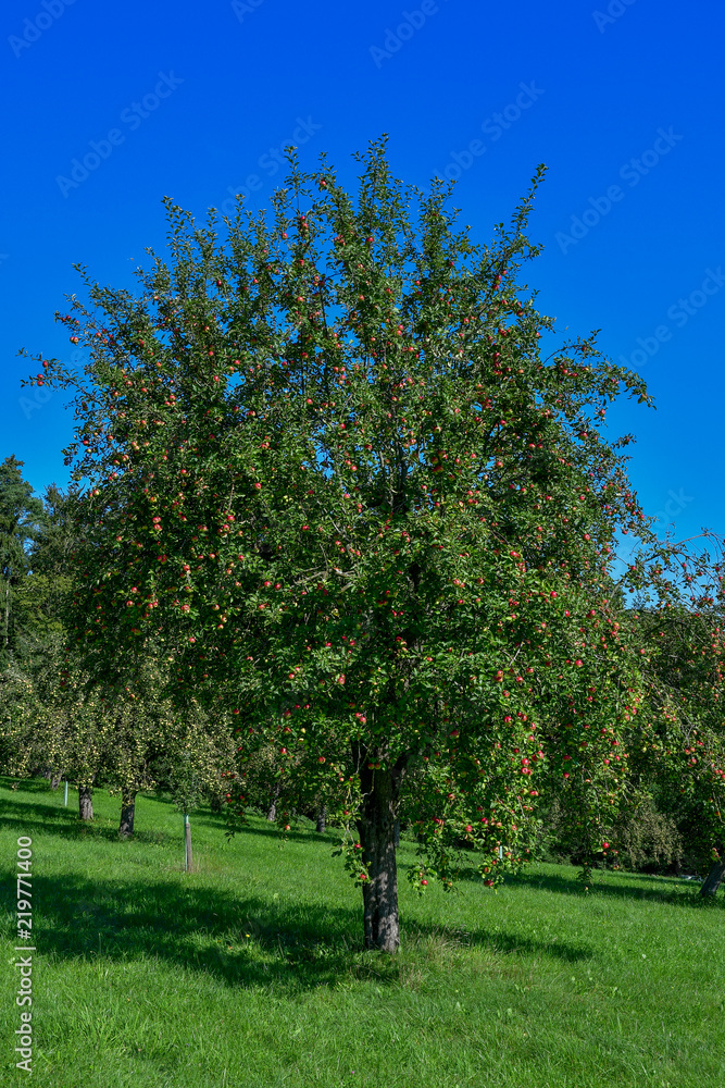 Streuobstwiese, alter Apfelbaum mit vielen roten Äpfeln