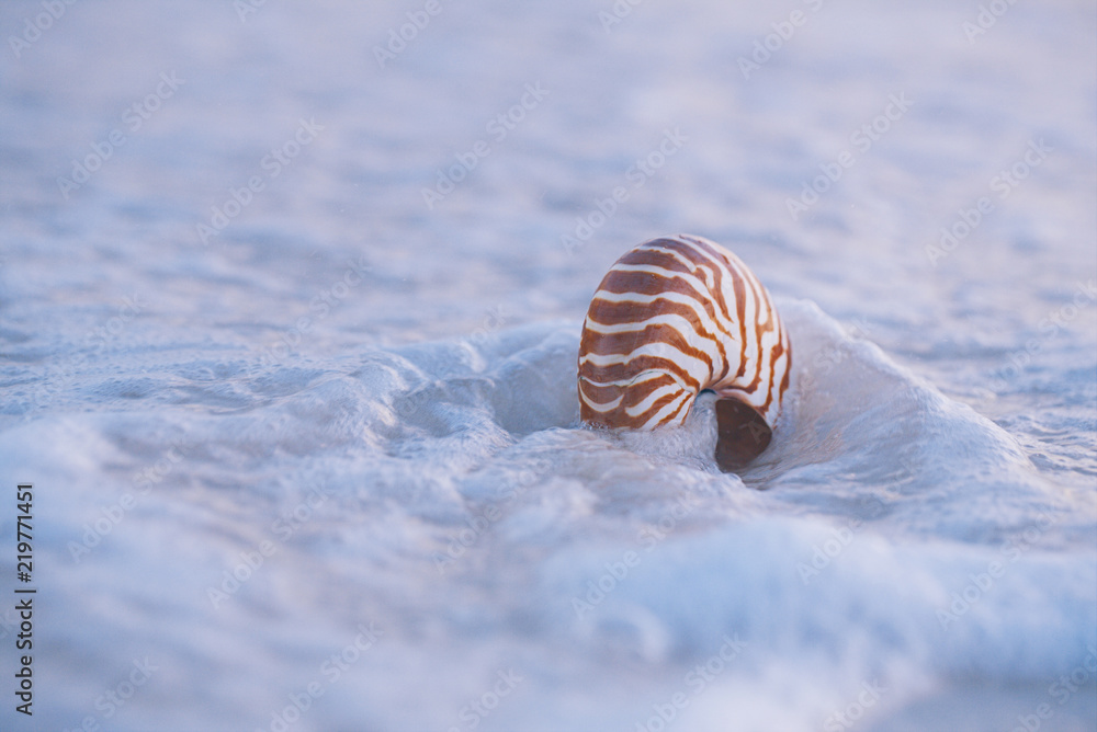 nautilus sea shell in sea wave nautilus sea shell in sea wave