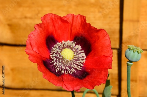 Fototapeta Naklejka Na Ścianę i Meble -  Red poppy in full bloom against a wooden fence.