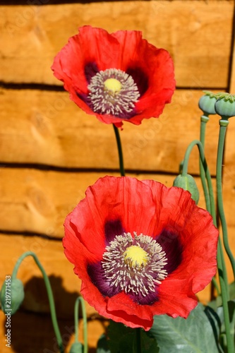 Fototapeta Naklejka Na Ścianę i Meble -  Red poppies in full bloom against a wooden fence.