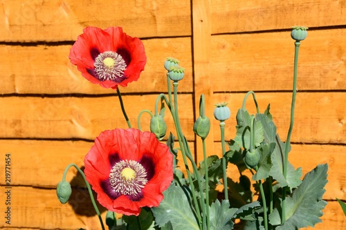 Red poppies in full bloom against a wooden fence. photo