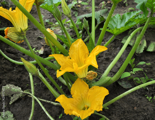 Wallpaper Mural Flowering and fruit courgette Torontodigital.ca