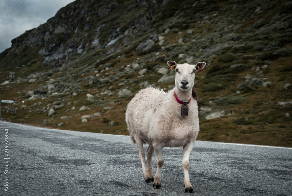 Obraz premium Määh