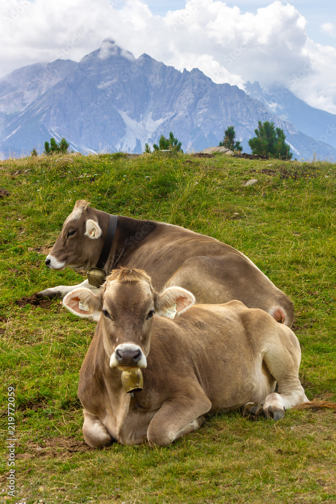 Braunvieh cows with cow bells relaxing in the sun on Patscherkofel mountain near Innsbruck, Austria Braunvieh cows with cow bells relaxing in the sun on Patscherkofel mountain near Innsbruck, Austria