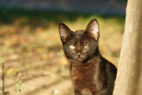 Black kitten squinting in the light on the street photo