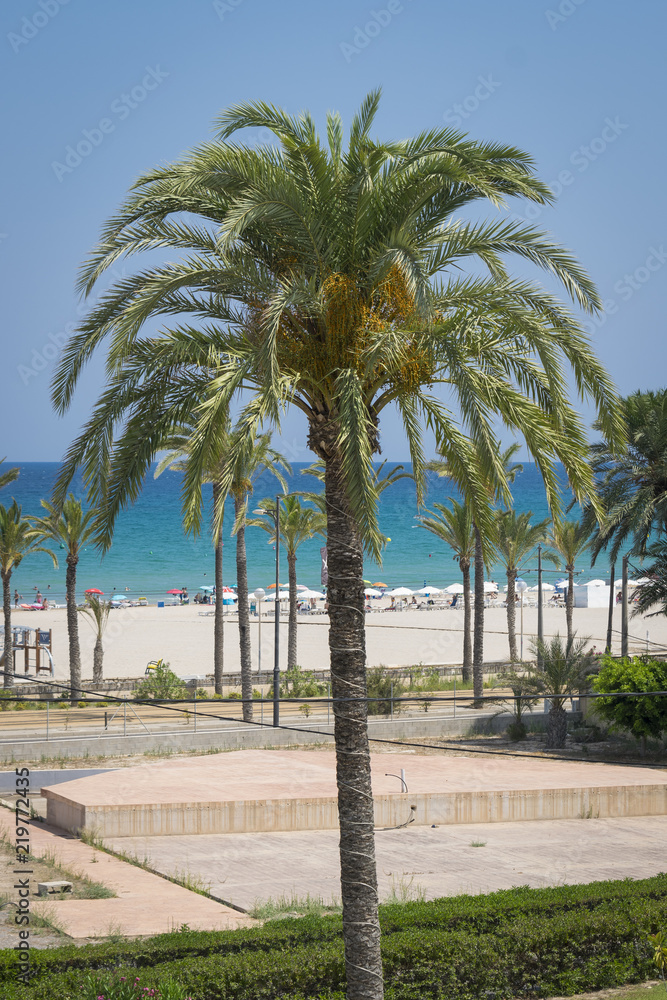 Palmera en la playa de San Juan (Alicante)