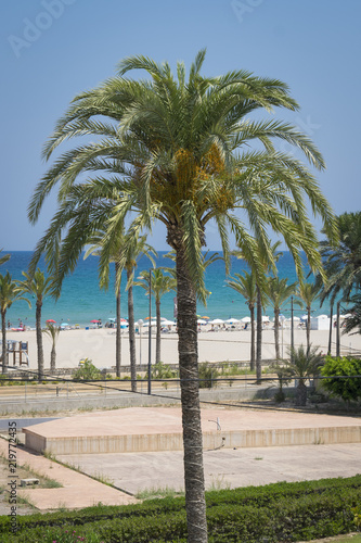 Palmera en la playa de San Juan (Alicante) © Cebreros