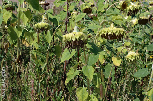 Fototapeta Naklejka Na Ścianę i Meble -  Sonnenblumen lassen die Köpfe hängen