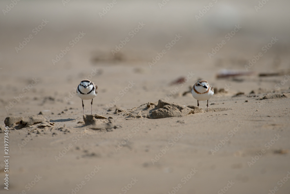 Couple of Malaysian plover is a small wader that nests on beaches and salt flats in Southeast Asia. Couple of Malaysian plover is a small wader that nests on beaches and salt flats in Southeast Asia.
