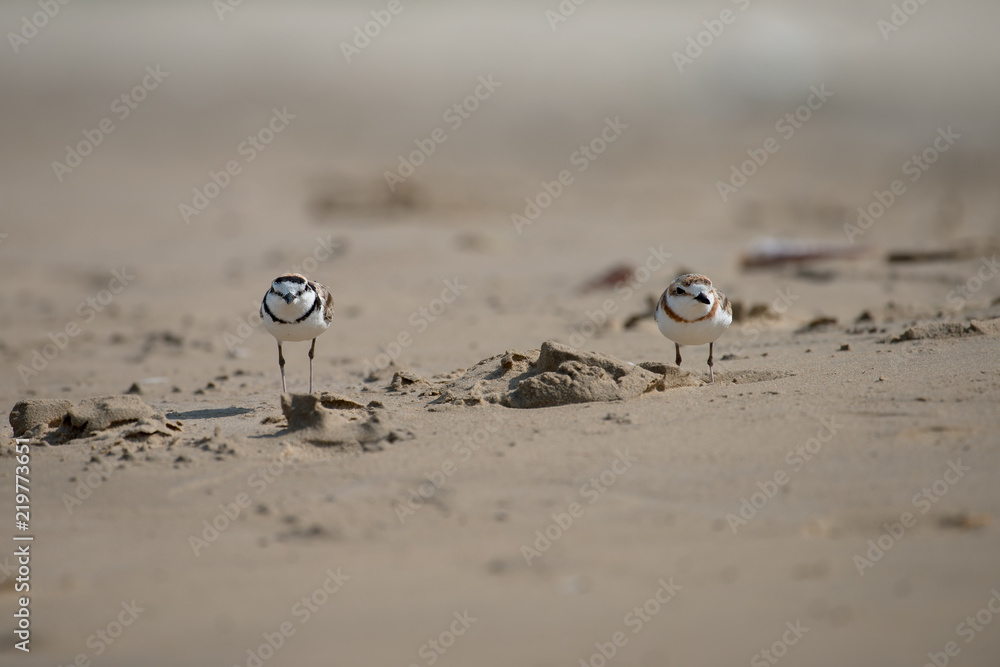 Male Malaysian plover is a small wader that nests on beaches and salt flats in Southeast Asia. The male can be recognized by a thin black band around the neck Male Malaysian plover is a small wader that nests on beaches and salt flats in Southeast Asia. The male can be recognized by a thin black band around the neck