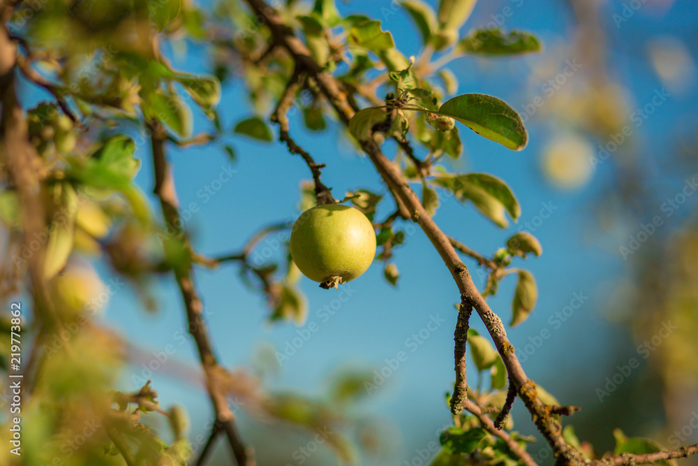 green fresh apple on branch tree against blue sky