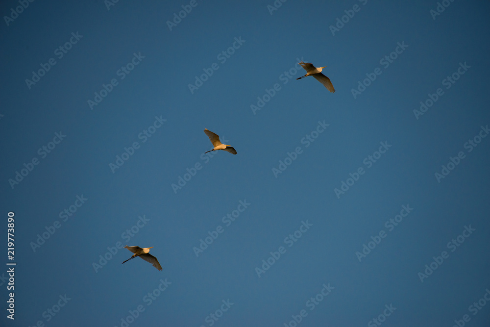 Flying Herons with blue sky background, they are the long-legged freshwater and coastal birds in the family Ardeidae