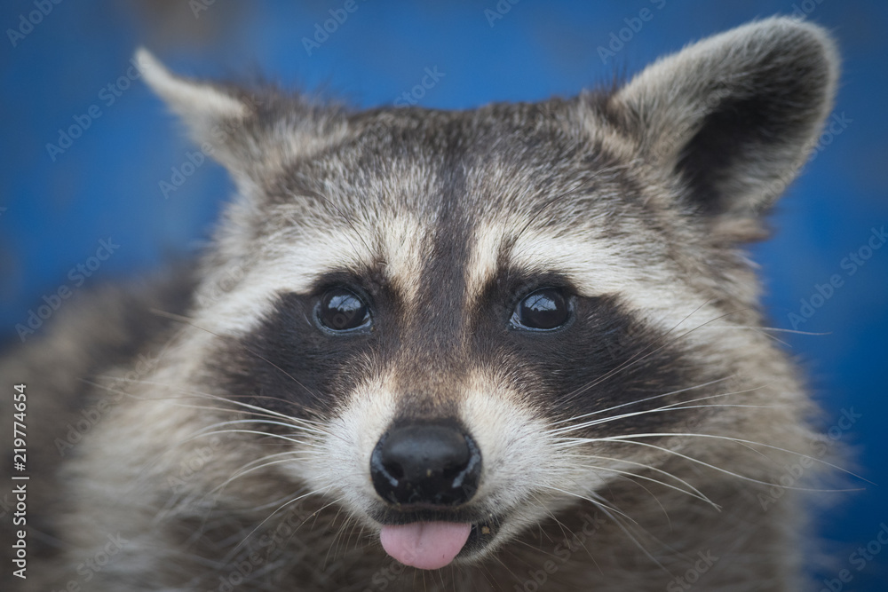 A raccoon sticking his tongue out! A raccoon sticking his tongue out!