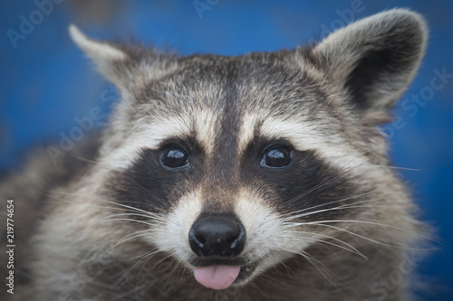 A raccoon sticking his tongue out!