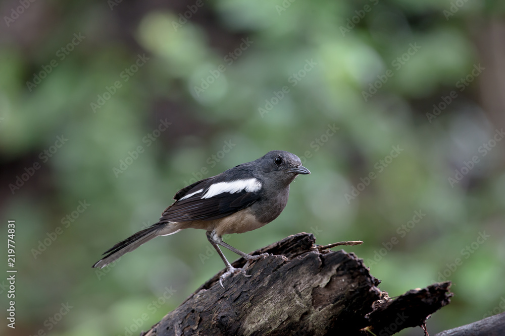 Female Oriental magpie-robin, they are common birds in urban gardens as well as forests. Female Oriental magpie-robin, they are common birds in urban gardens as well as forests.