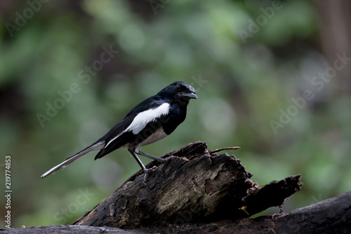 Male Oriental magpie-robin, they are common birds in urban gardens as well as forests.