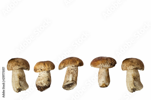 Forest mushrooms on a white background. Isolate.