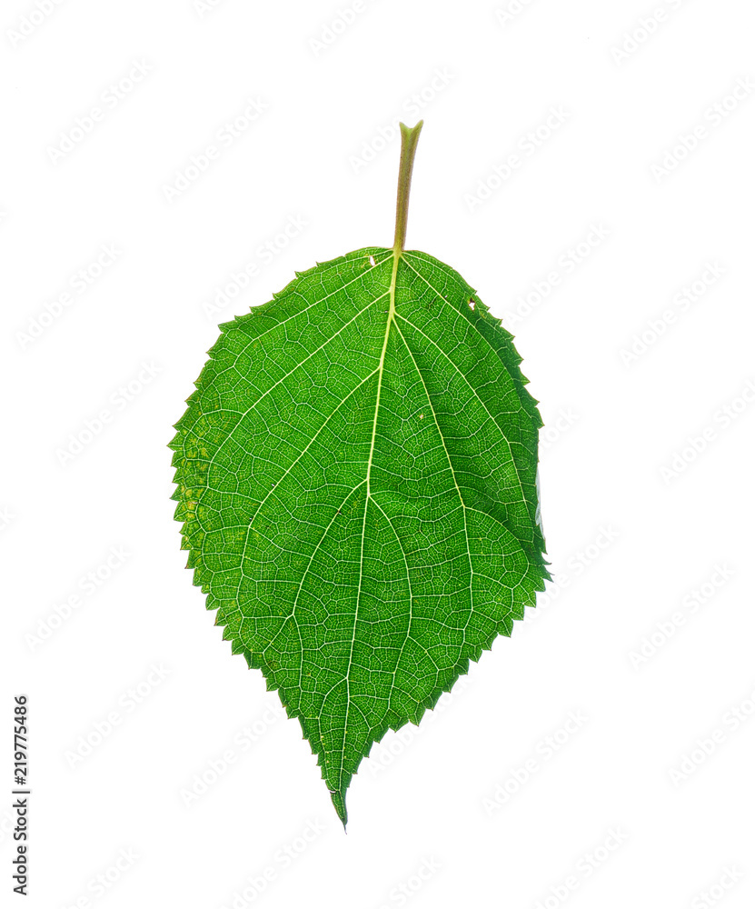 Fototapeta premium leaf isolated on the white