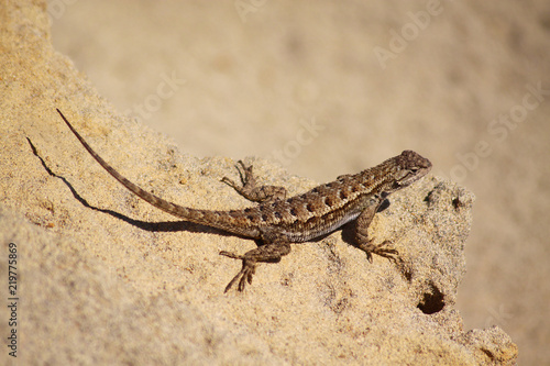 gecko+sand