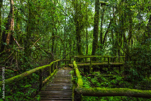 Wooden bridge walkway in to the rain forest