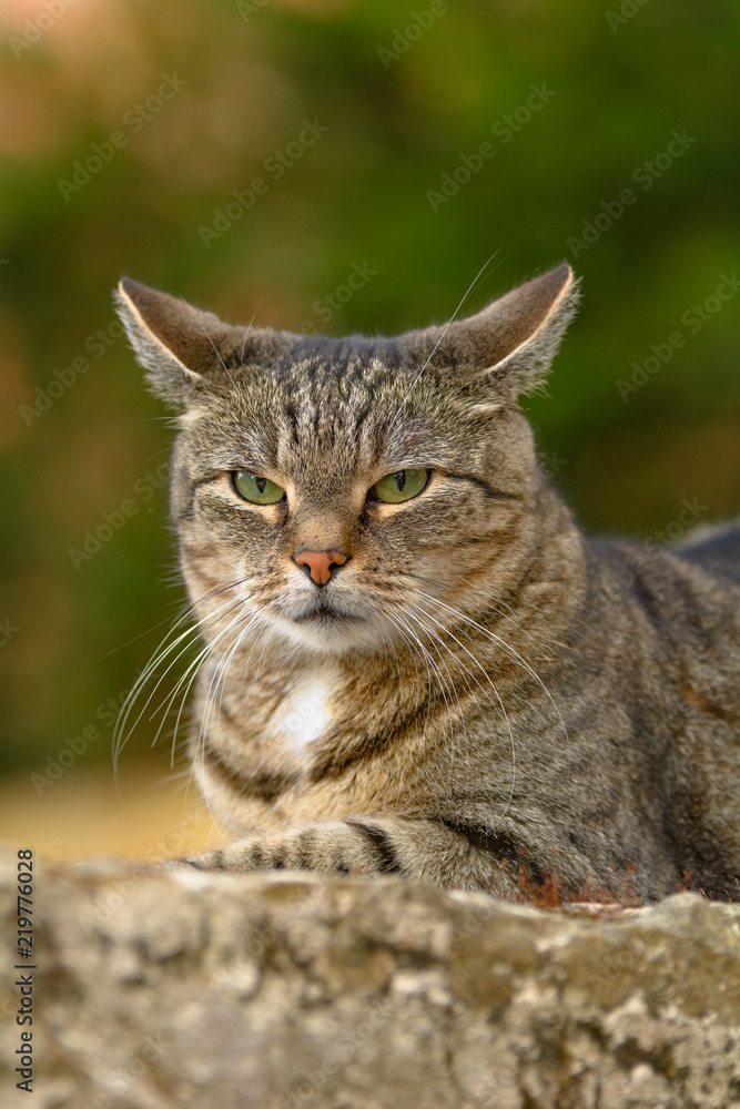 Eine grau getigerte Katze liegt auf einer Sandstein Mauer Eine grau getigerte Katze liegt auf einer Sandstein Mauer