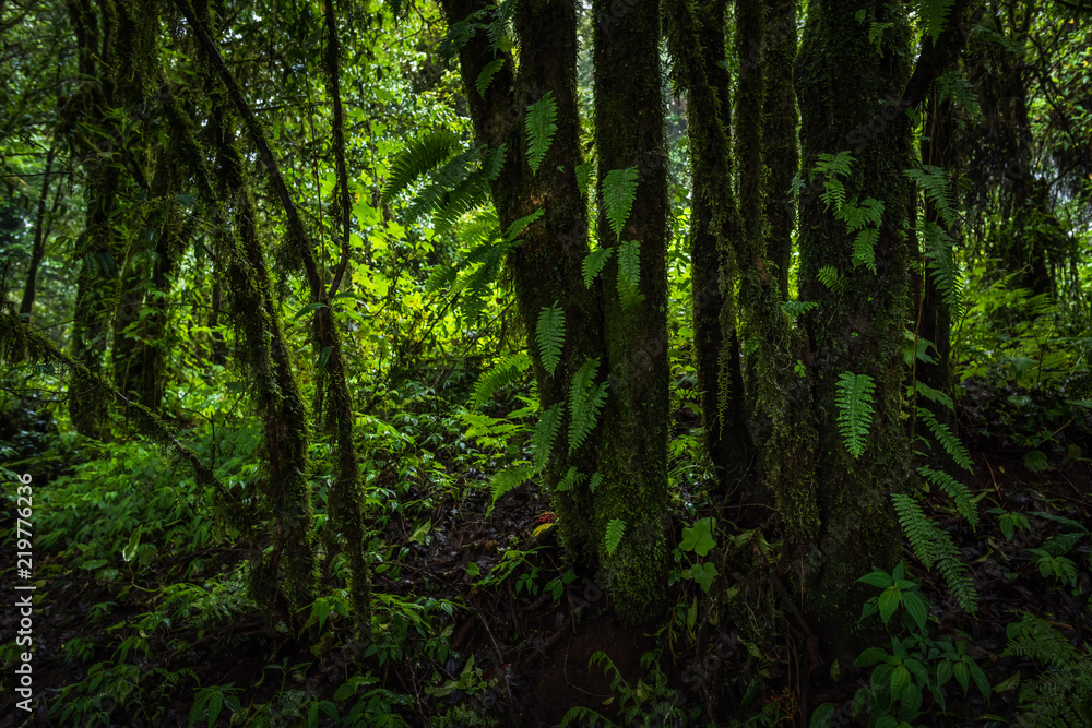 Obraz premium Tropical rain forest