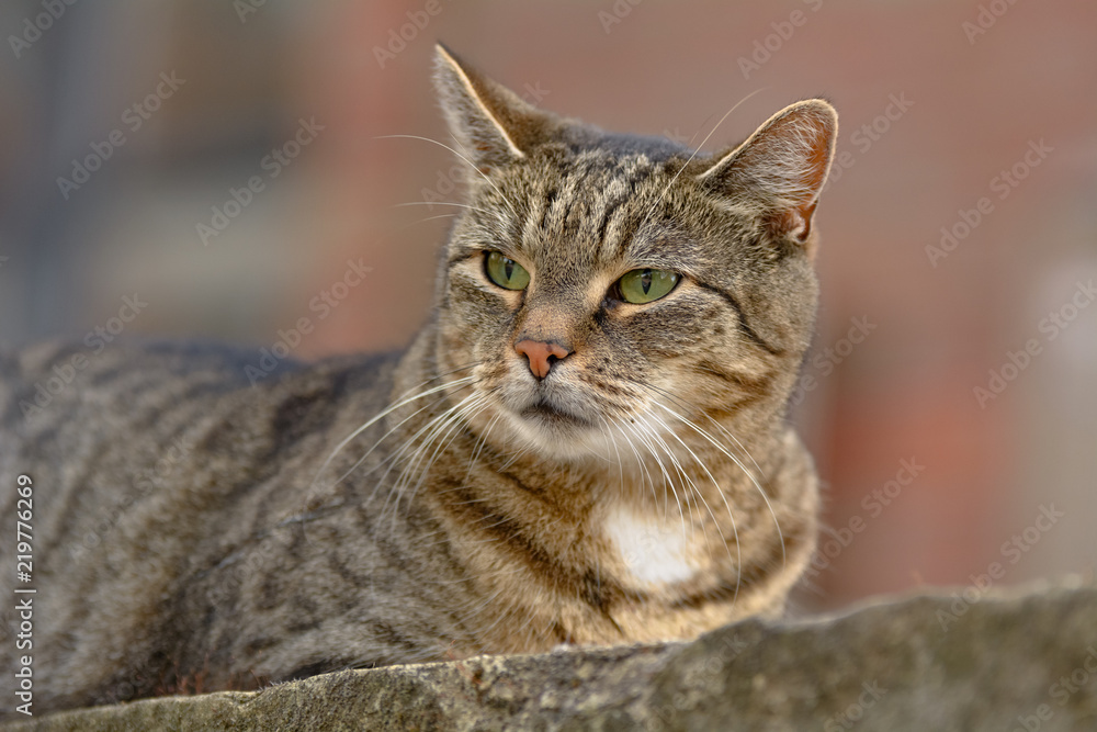 Eine grau getigerte Katze liegt auf einer Sandstein Mauer Eine grau getigerte Katze liegt auf einer Sandstein Mauer